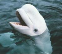 Фото пользователя retro