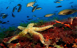 Дайвинг на острове Форментера - райские подводные пейзажи