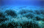 Посейдония - океанские водоросли