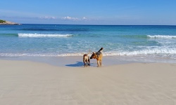 Пляж Cala Agulla, Mallorca